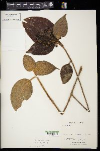 Leandra longicoma image