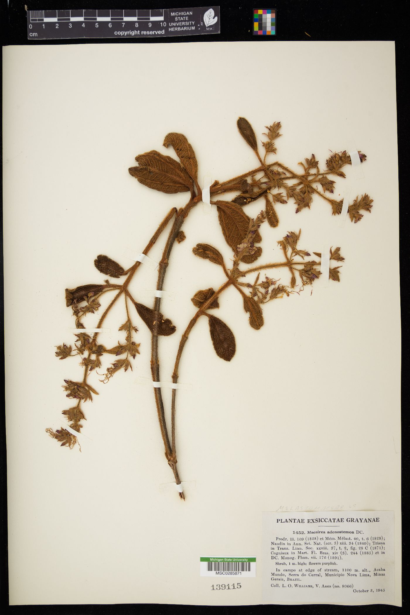 Macairea radula image