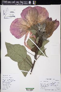 Hibiscus moscheutos image