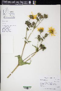 Silphium perfoliatum image