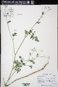 Torilis japonica image