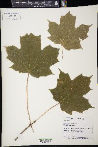 Acer nigrum image