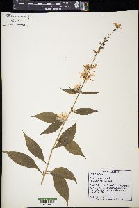 Campanulastrum americanum image