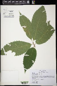 Castanea dentata image