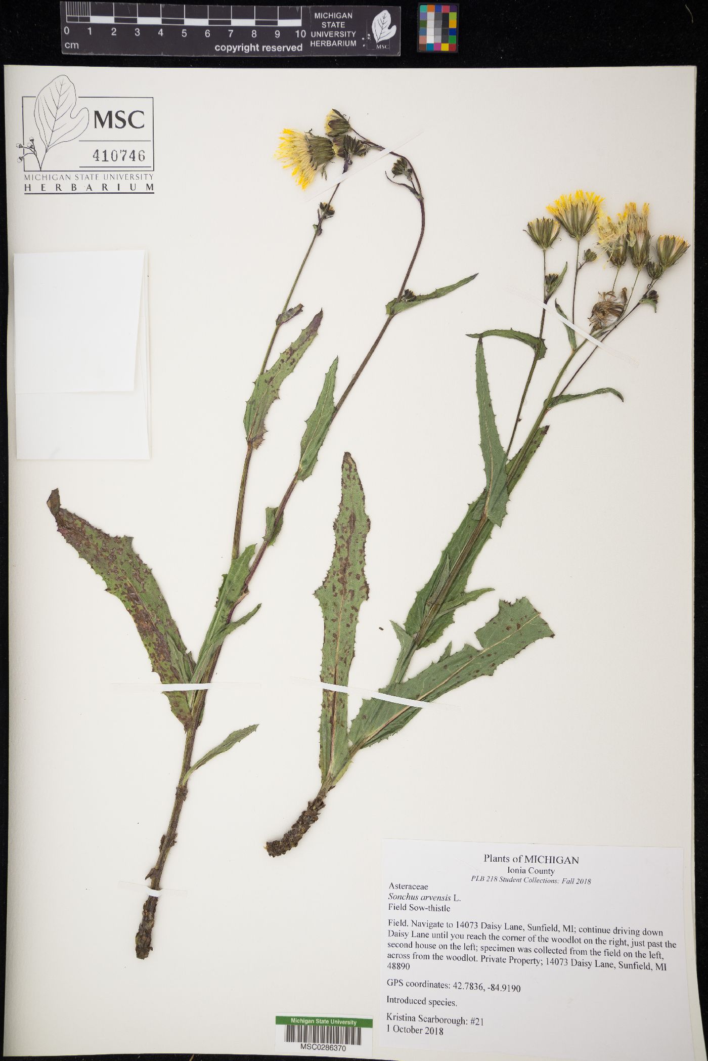 Sonchus arvensis image