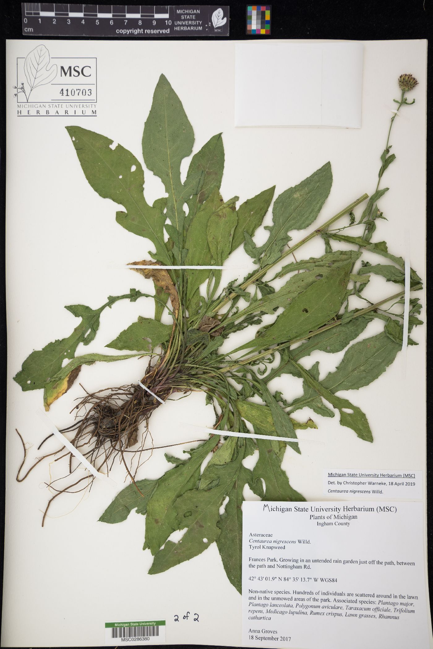 Centaurea nigrescens image