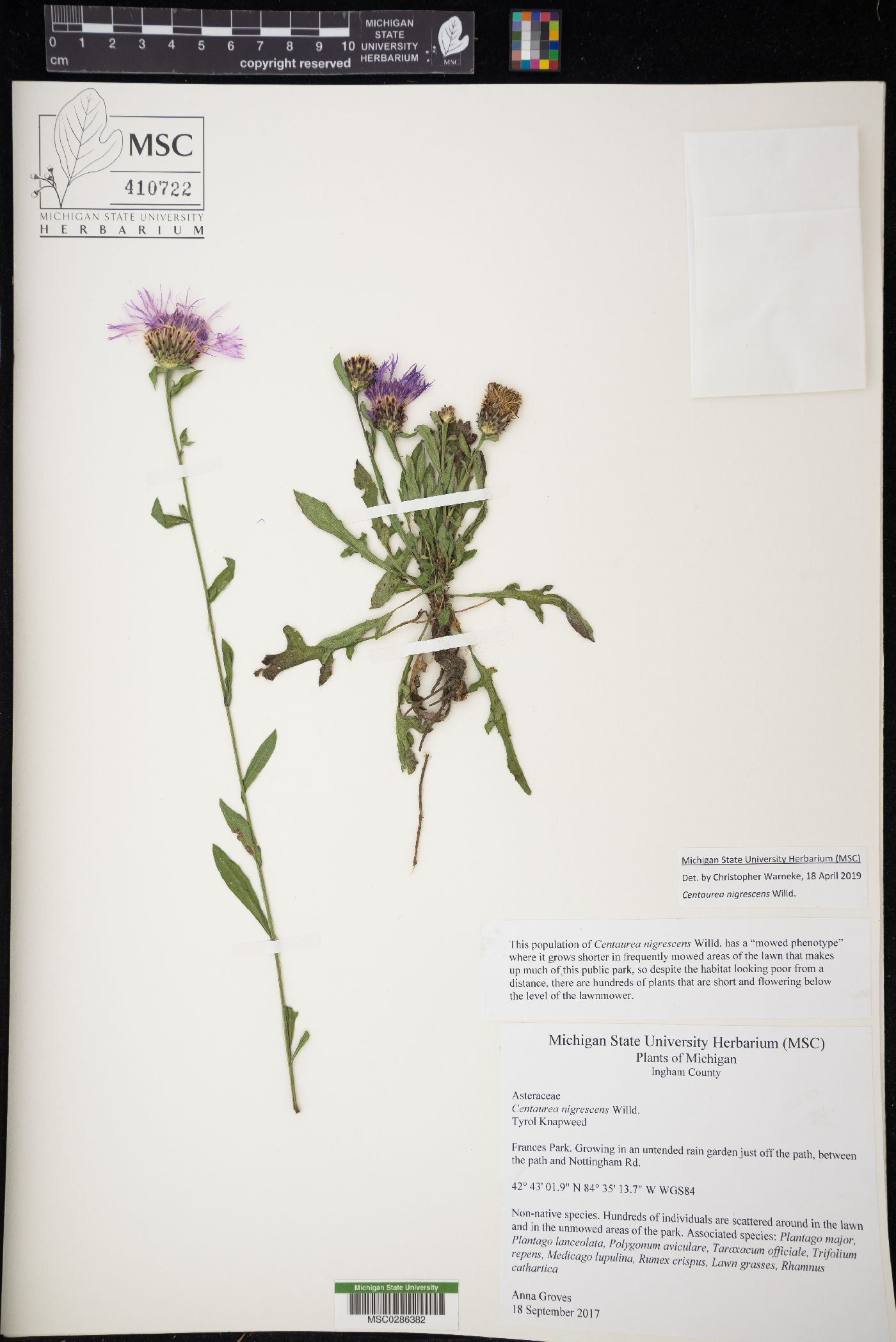 Centaurea nigrescens image