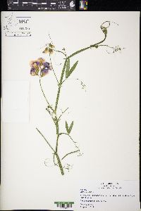 Lathyrus latifolius image