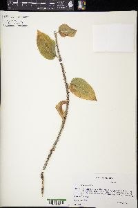 Smilax tamnoides image