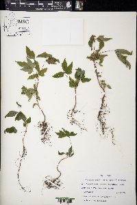 Toxicodendron radicans subsp. negundo image