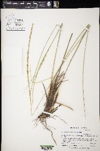 Muhlenbergia dubia image