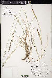 Bouteloua curtipendula var. curtipendula image