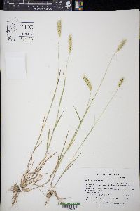 Hordeum pusillum image