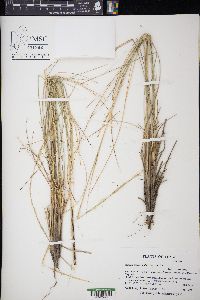 Muhlenbergia dubia image