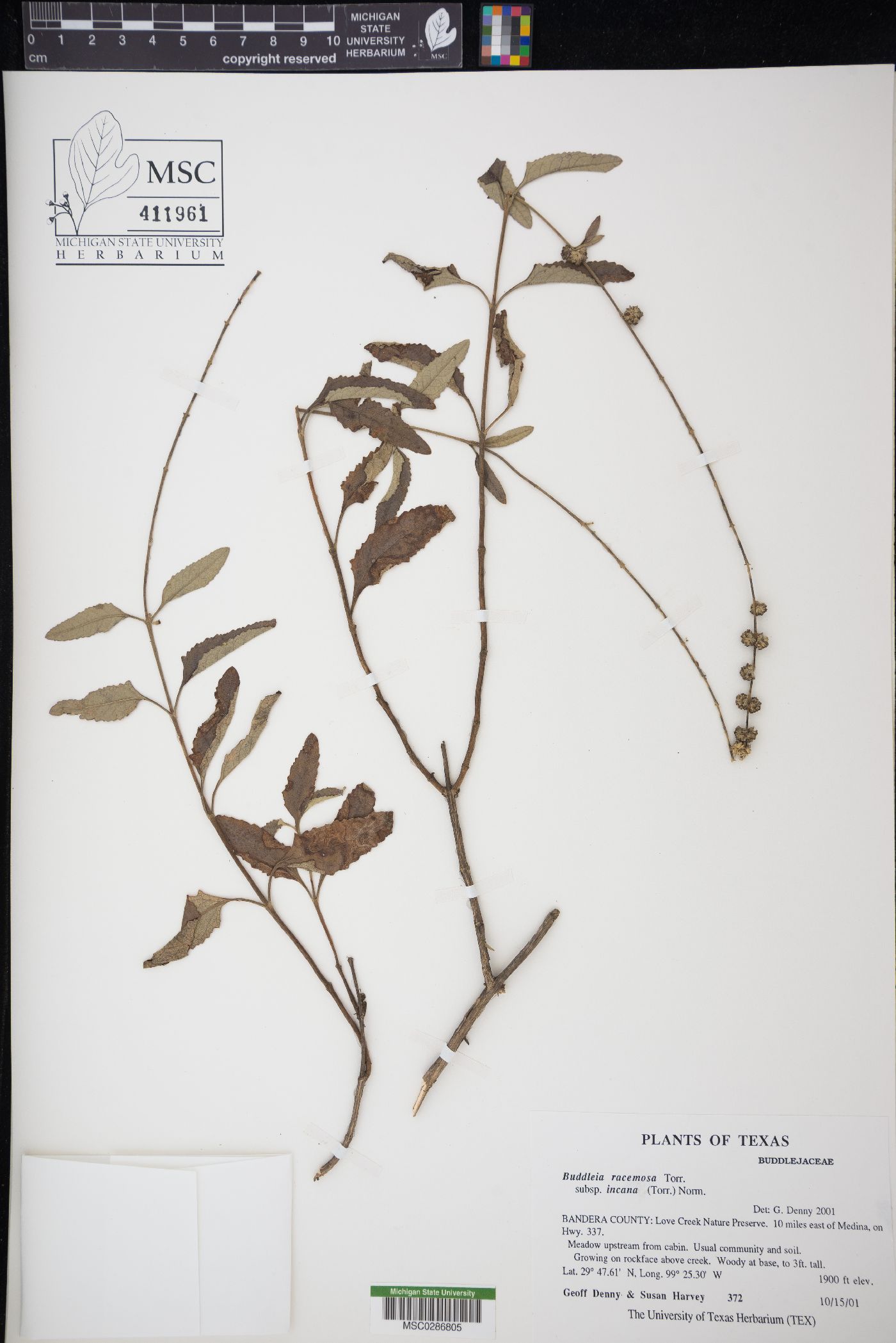 Buddleja racemosa subsp. incana image