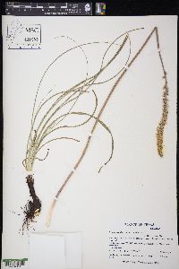 Schoenocaulon texanum image