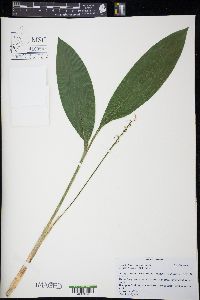 Convallaria majalis image