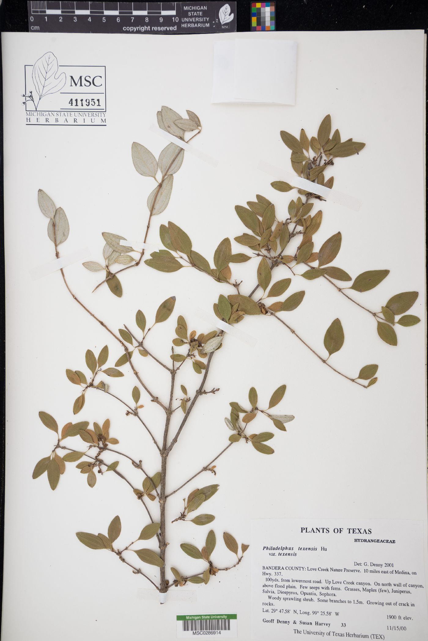 Philadelphus texensis var. texensis image