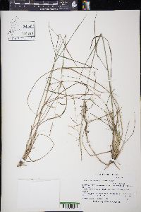 Tridens buckleyanus image