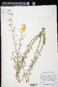 Verbascum blattaria image