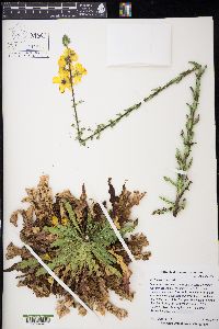 Verbascum blattaria image