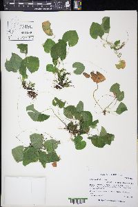 Viola renifolia image