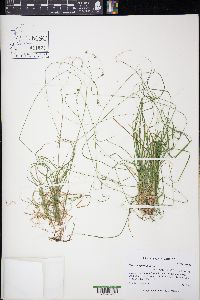 Carex trisperma image