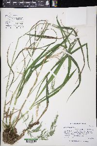 Cinna arundinacea image