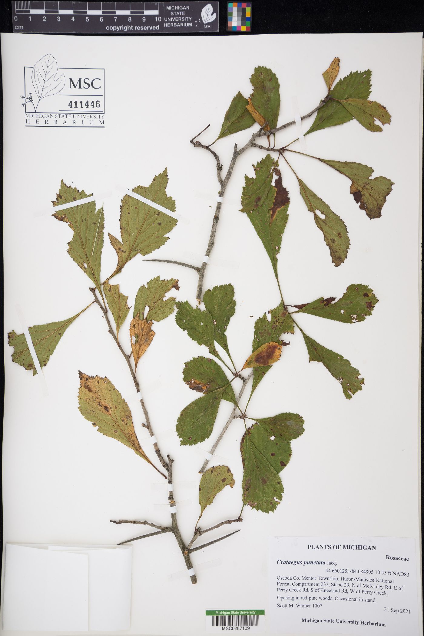 Crataegus punctata image