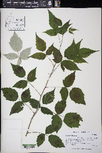 Rubus occidentalis image