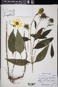 Helianthus tuberosus image