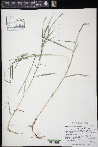 Muhlenbergia glomerata image