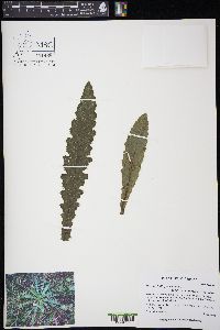 Cirsium hillii image