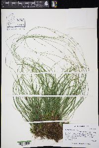 Carex trisperma image