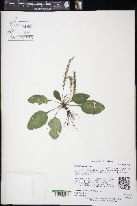 Plantago rugelii image