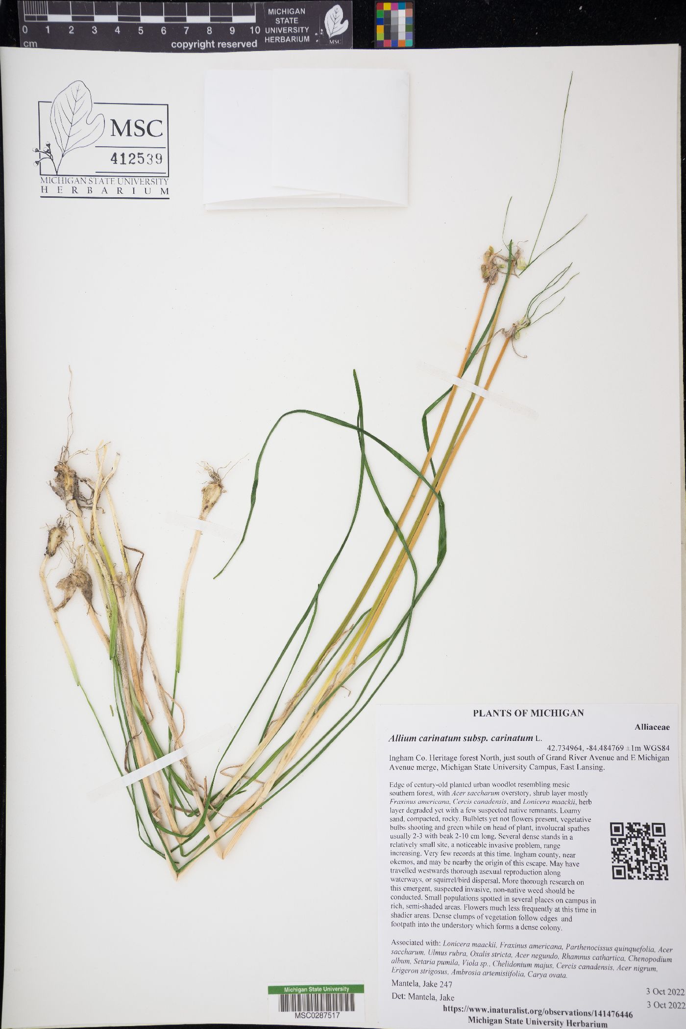 Allium carinatum subsp. carinatum image