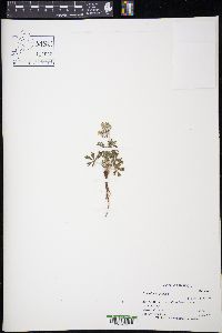 Potentilla argentea image