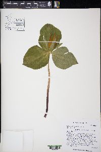 Trillium luteum image