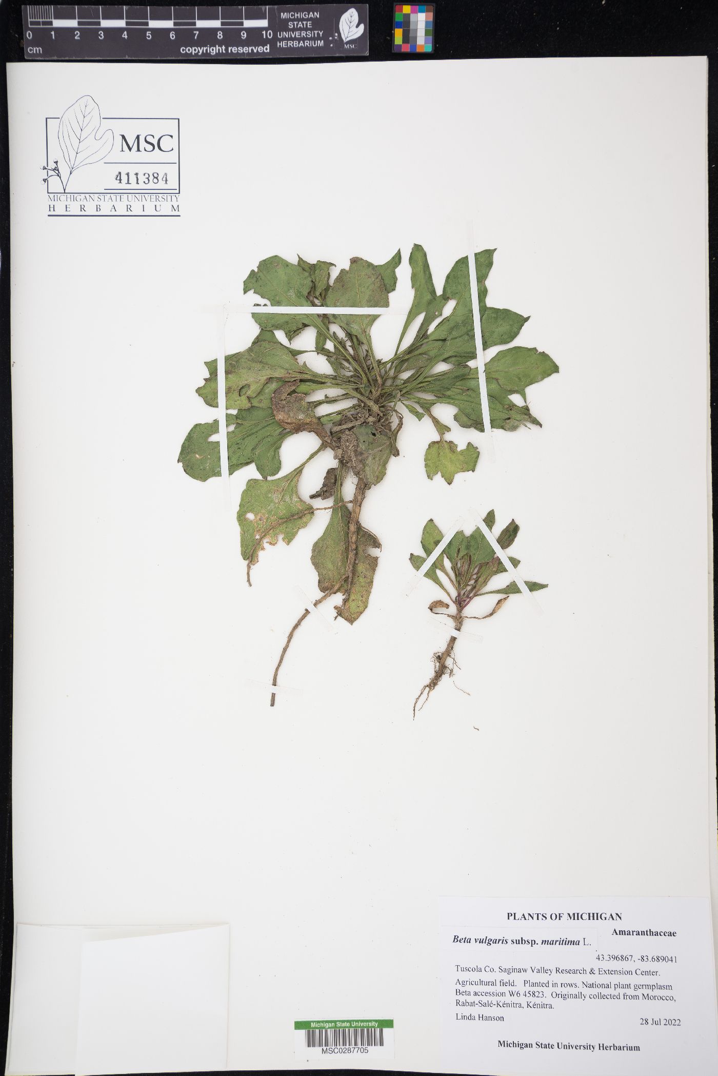 Beta vulgaris image