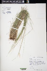 Nassella leucotricha image