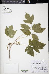 Toxicodendron radicans subsp. eximium image