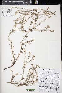 Cryptantha texana image