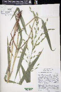 Chasmanthium latifolium image