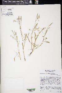 Limnosciadium pumilum image