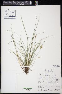 Carex planostachys image