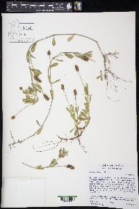 Phyla nodiflora image