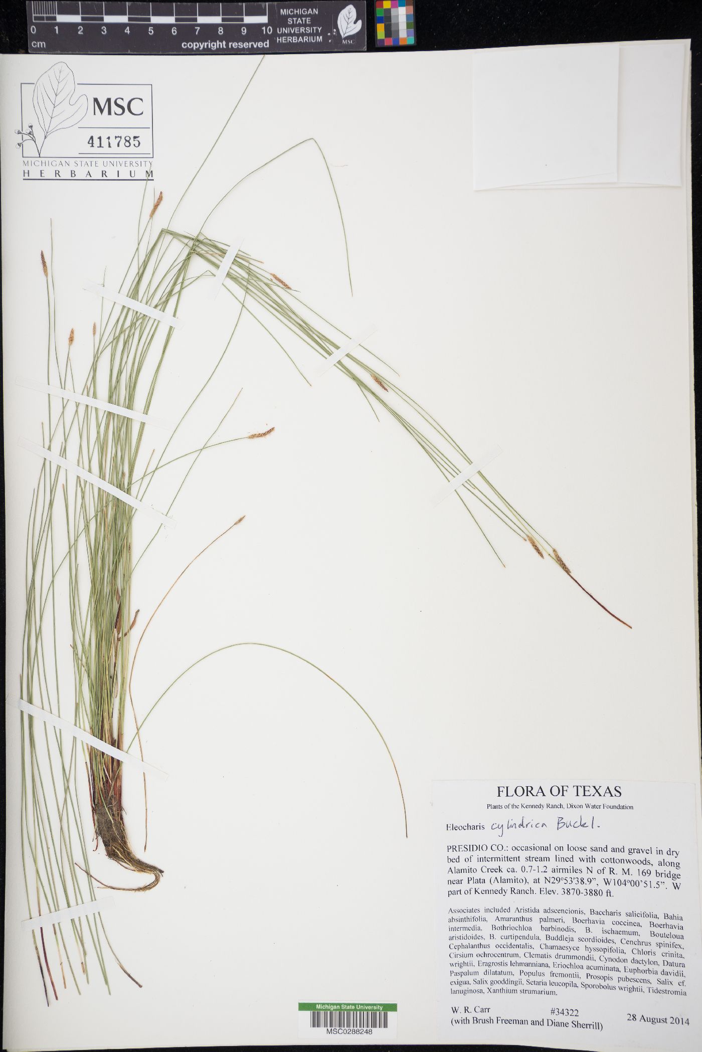 Eleocharis cylindrica image