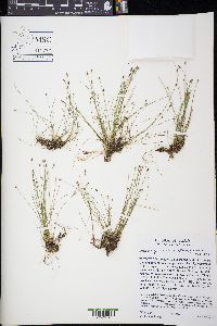 Eleocharis geniculata image