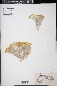 Eriophyllum wallacei image