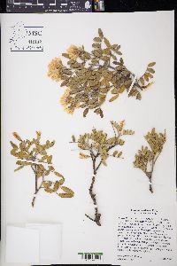 Dermatophyllum arizonicum image
